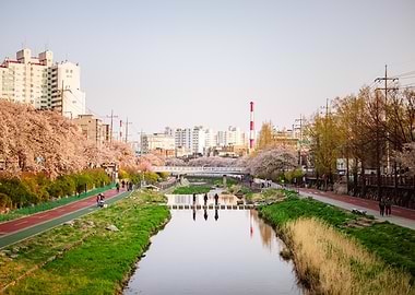 Cherry Blossoms Line a City Canal