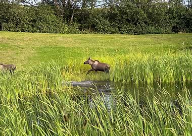 Moose calf running through water and reeds