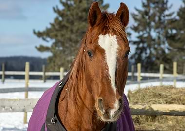 Brown horse wearing a purple blanket