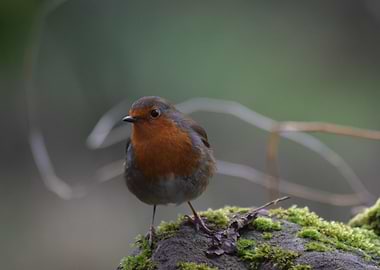 the curious robin