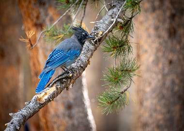 Steller's Jay on a Pine Branch