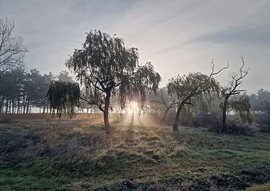 Misty Morning Sunbeams Through Trees
