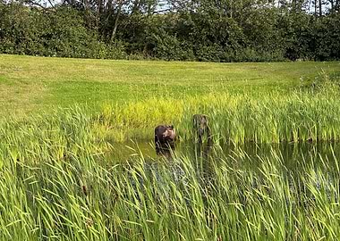 Two Moose Calves in a Pond