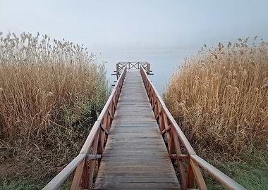 Wooden Boardwalk Through Reeds to Water