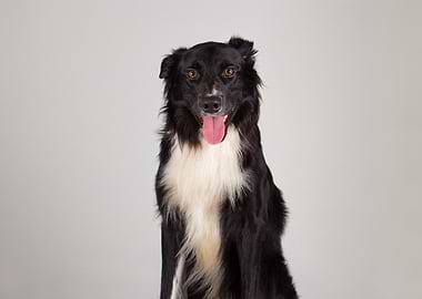 Black and white border collie dog