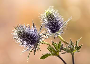 Close-up of Thistle Flowers