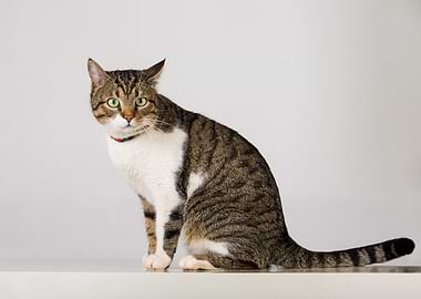 Tabby Cat with Green Eyes