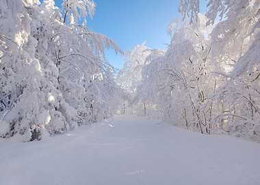 Snowy Forest Path