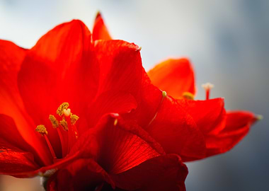 Vibrant Red Amaryllis Flower Close-up