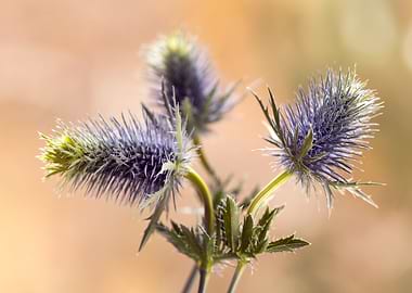 Close-up of Blue Thistle Flowers