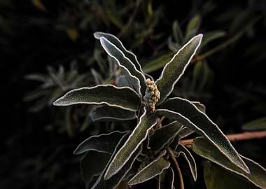 Frosty Plant with Bud