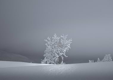 Lonely Tree In The Cold