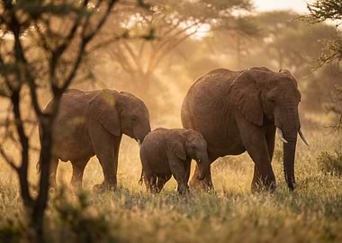 African Elephants in Savannah