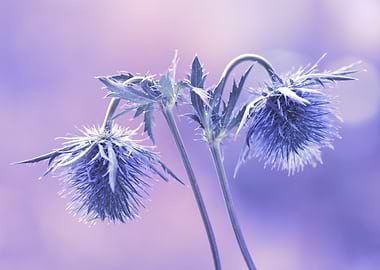 Blue Thistle Flowers