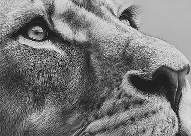 Close-up of a Lion's Face