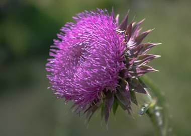 Purple Thistle Flower