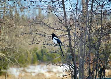 Magpie between the Branches