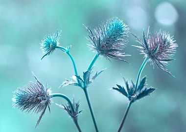 Blue Thistle Flowers