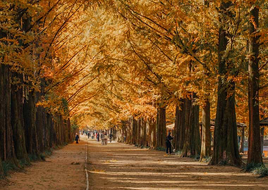 Autumn Tree Avenue in South Korea