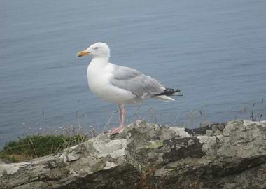 Seagull on a rocky cliff overlooking the sea
