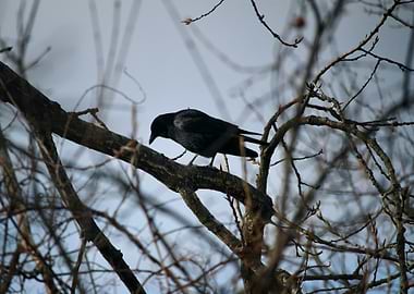 Watcher in the Branches