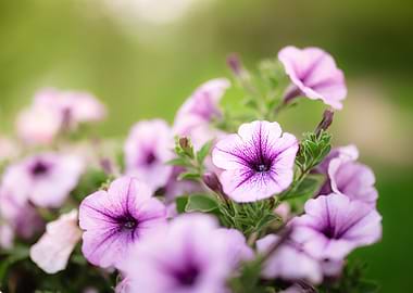 Purple Petunias in Bloom