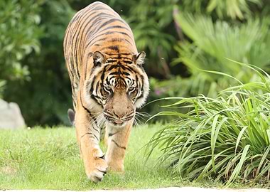 Tiger walking in lush greenery
