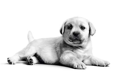 Adorable Labrador Puppy Portrait