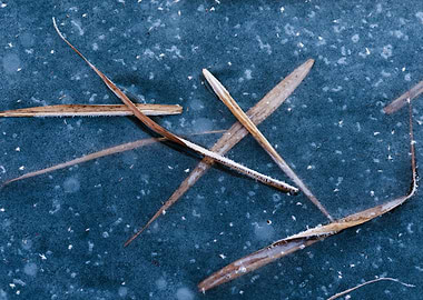 Frozen Grass Blades on Ice