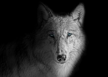 Wolf with striking blue eyes