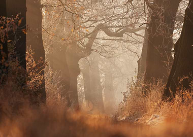 Misty Forest Path in Autumn