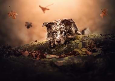 Dog in Autumn Forest