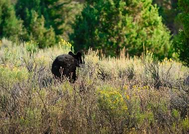 Black Bear in a Meadow