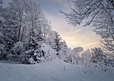Snow-covered forest at sunset