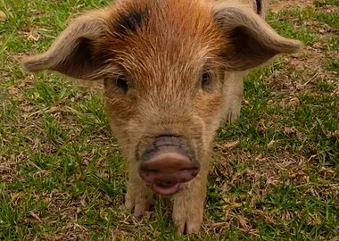 Close-up of a cute baby piglet