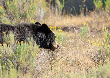 Black Bear in a Field of Wildflowers