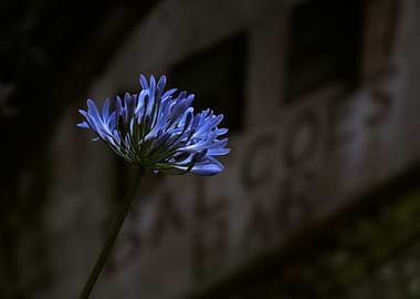 Blue Agapanthus Flower in Shadow - Madeira