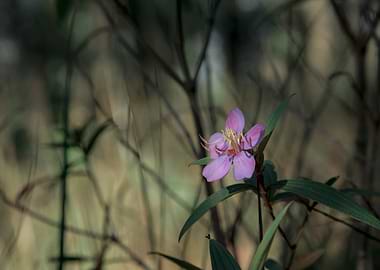 Delicate Pink Flower in Nature - Vietnam