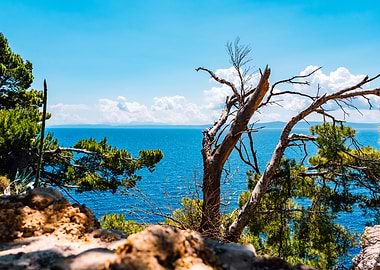 Coastal view with trees and sea