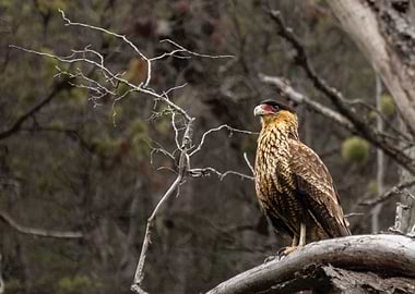 Bird of Prey on a Branch