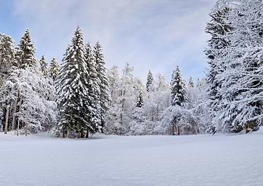 Snowy Forest Landscape