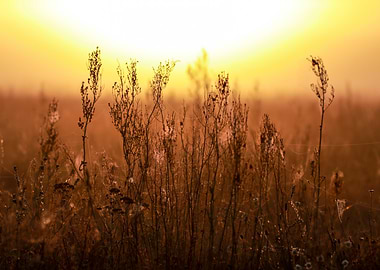 Sunrise Over Dry Grass Field