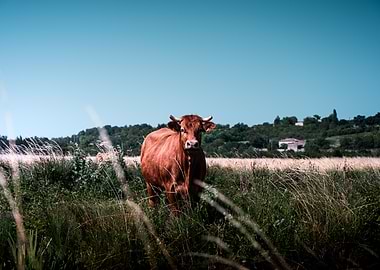 Brown cow in a grassy field