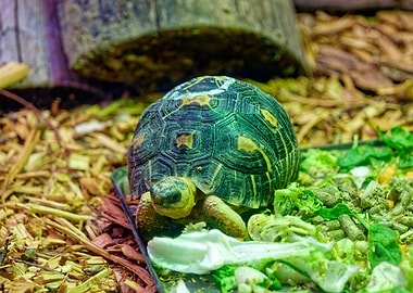 Turtle eating greens