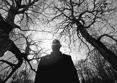 Silhouette of a person under bare trees
