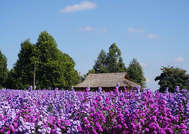 Field of Purple and Pink Flowers with Hut