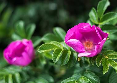 Pink Wild Rose in Bloom