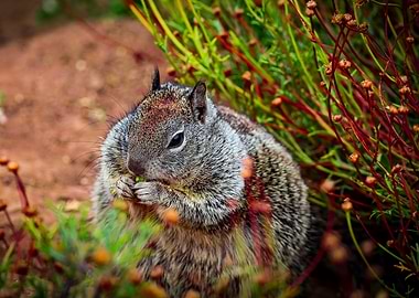 Plump Squirrel