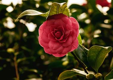 Red Camellia Flower in Bloom