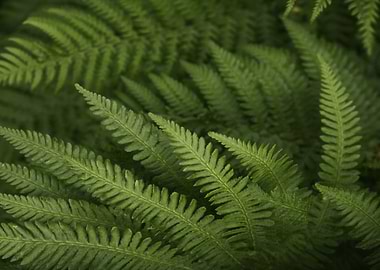 Lush Green Fern Fronds